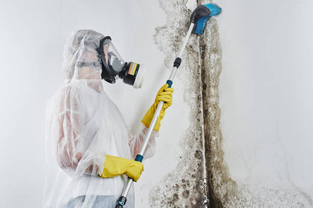 Best Basement Mold Remediation in Penbrook, PA